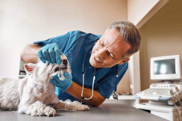 Best Emergency Dental Care for Trauma or Injury in Town N Country, FL